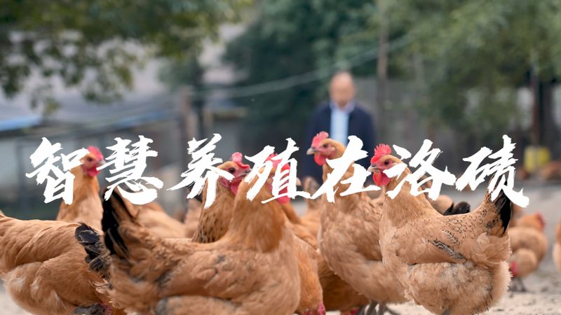 引物合成：关键步骤与长度选择要点解析**